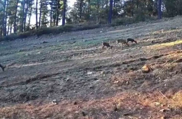 Karaca ailesi Ganos Dağları’nda fotokapana takıldı 