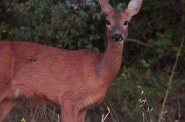 Karaca tarlada otlandı, kurt ise kar altında yiyecek aradı 