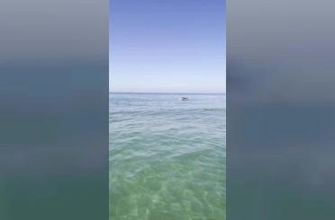 Karacabey kıyılarında yunuslar balıkların peşinde görüntülendi 