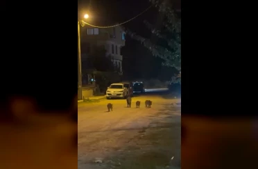 Karacabey’de yaban domuzları yerleşim alanına indi 