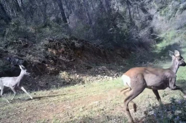 Karacalar kamerada 