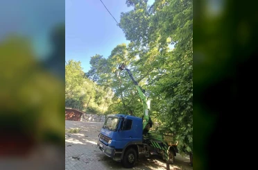 Karacasu’daki anıt ağaçlar yaz dönemine hazırlandı 