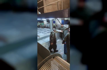 Karadeniz’de hamsi bolluğu 