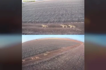 Karaman’da aç kalan kurtlar ovaya indi 