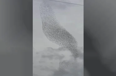 Karapınar'da sığırcık kuşları görsel şölen oluşturdu