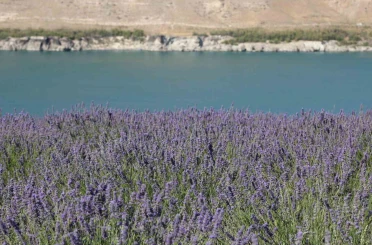Karapınar’da Acıgöl ve lavanta bahçesi uğrak noktası oldu