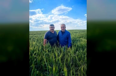 Karapınar’da arpa ve buğday tarlalarında yatma problemi