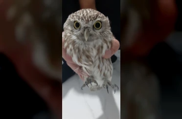 Karapınar’da bulunan yaralı baykuş koruma altına alındı 