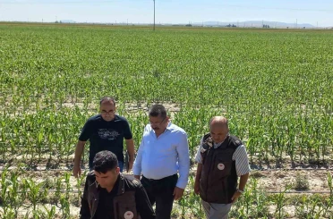 Karapınar’da dolu afetinin etkilediği alanlarda inceleme 