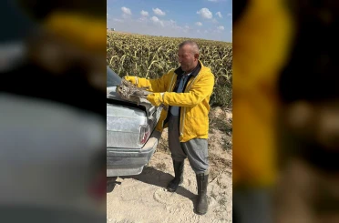 Karapınar’da tarlada bulunan yaralı kulaklı baykuş kurtarıldı 