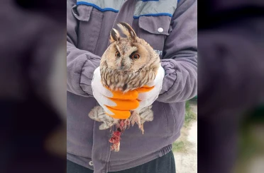 Karapınar’da yaralı baykuş tedaviye alındı 