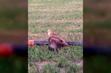 Karapınar’da yaralı halde bulunan Kızıl Şahin koruma altına alındı 