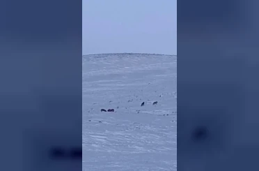 Karayazı’da gündüz vakti kurt saldırısı: Yavru köpek telef oldu 
