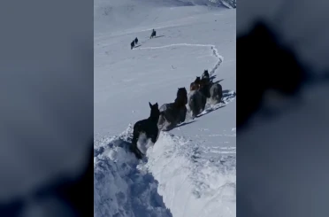 Karda mahsur kalan at ve katırlar güvenlik korucuları tarafından kurtarıldı 