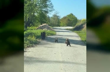 Kardeşlerin anne ayı ve yavruları ile sohbeti gülümsetti 