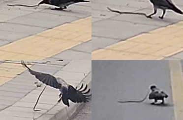 Karganın yılan avı kameraya yansıdı 