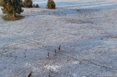 Karla kaplı dağlarda koşuşturan geyikler dronla böyle kaydedildi 
