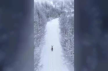 Karların arasında süzülen kızıl geyik havadan görüntülendi 