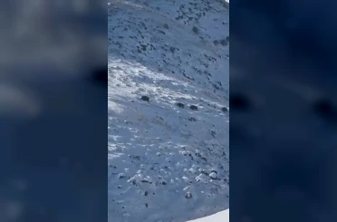 Kars’ta aç kalan yaban domuzları yerleşim yerlerine indi 