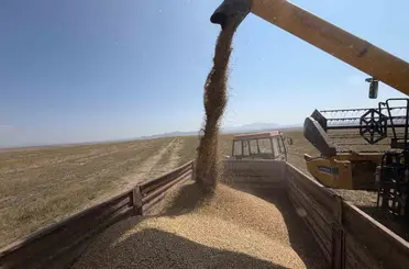 Kars’ta binlerce yıllık Kavılca buğdayında hasat mesaisi başladı
