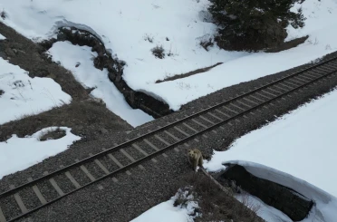 Kars’ta drone ile karşılaşan boz ayı kamerada: Merak, tedirginlik ve kaçış 
