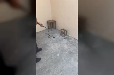Kars’ta evin bahçesine giren yılan itfaiyeyi harekete geçirdi 