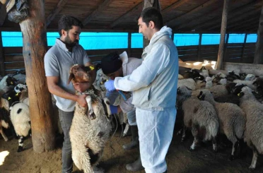 Kars’ta küçükbaş hayvanlara kayıt altına alınıyor 
