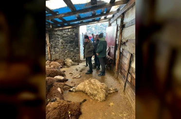 Kars’ta kurt dehşeti: Aç kurtlar 130 koyunu telef etti 
