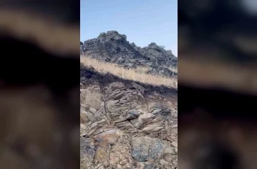 Kars’ta ormanların hayaleti vaşak kameraya yansıdı 