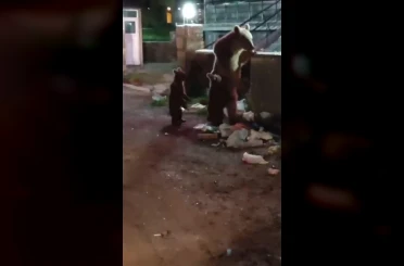 Kars’ta vatandaş ayılara türkü söyledi, o anlar sosyal medyayı salladı 