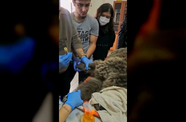 Kars’ta yaralı bozayının tedavisi yapılıyor 