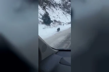 Kars’ta yol kenarında ilerleyen domuz cep telefonuyla kaydedildi 