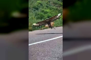 Kartalın nefes kesen yılan avı kamerada 