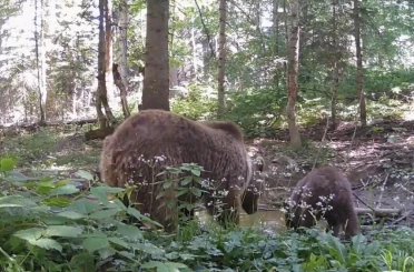 Kastamonu’da anne ayı ve yavrusu, su içerken fotokapana yakalandı 