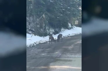 Kastamonu’da karacalar su içerken görüntülendi 