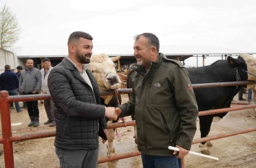 Kastamonu’da Kurban Bayramı hareketliliği: 850 kilogramlık tosun 340 bin liraya alıcı buldu 