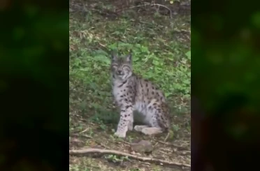 Kastamonu’da vaşak görüntülendi 