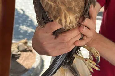 Kastamonu’da yaralı halde bulunan kuş tedavi altına alındı
