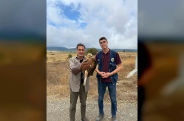 Kastamonu’da yaralı halde bulunan şahin tedavi altına alındı 