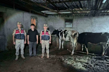 Kayıp büyükbaş hayvanlar jandarma ekiplerince bulundu 