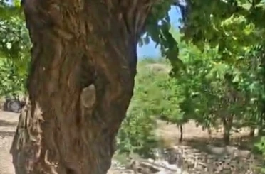 Kayısı ağacındaki oyuk, bal arılarına yuva oldu 