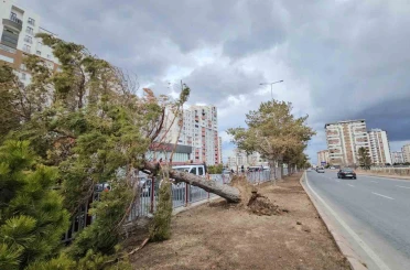 Kayseri’de şiddetli rüzgar ağacı kökünden söktü 