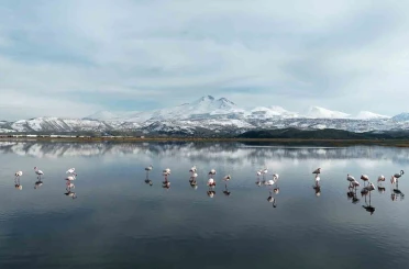 Kayseri’nin ilk flamingo kafilesi geldi 