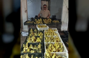 Kaz yetiştiriciliğinde Samsun modeli: Hedef üretimden ihracata uzanan zincir 
