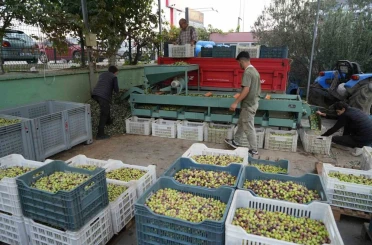 Kazdağları’nda tescilli yeşil çizik zeytin için elek mesaisi başladı 