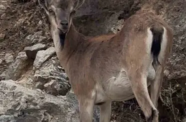 Keban’da dağ keçileri görüntülendi
