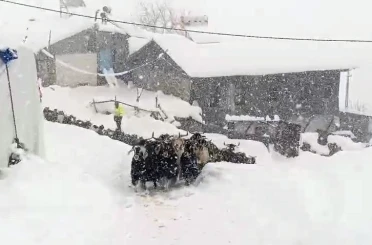 Keçilerin inadı yarım metreyi bulan kara yenilmedi 