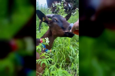 Keçinin bardaktan çay içtiği görüntüler herkesi tebessüm ettirdi 