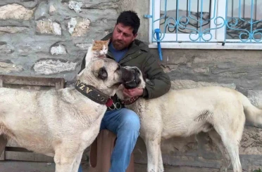 Kedi ile Kangal köpeklerinin dostluğu görenleri şaşırtıyor 