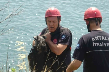 Kedi kovalarken falezlerden düşüp mahsur kalan köpeğe film gibi kurtarma operasyonu 